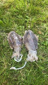 Common Cuttlefish