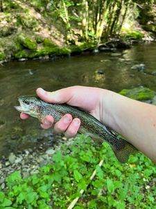 Rainbow Trout