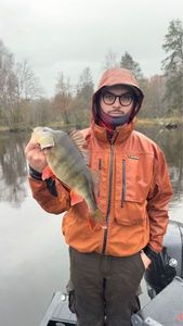European Perch