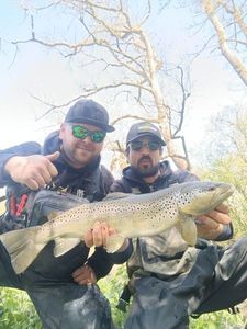 Brown Trout