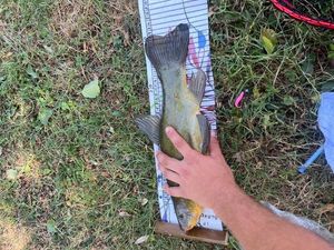 Tench