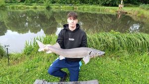 Sturgeon