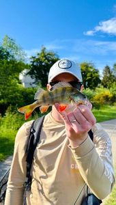 European Perch