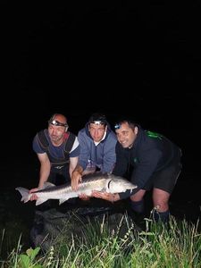 Sturgeon
