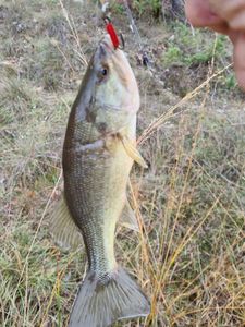 Largemouth Bass