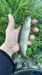 Brown Trout