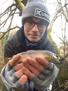 Brown Trout