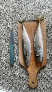 Mackerel