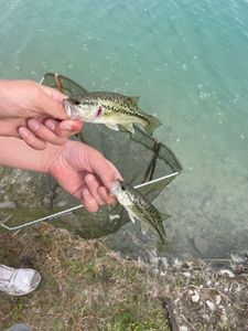 Largemouth Bass