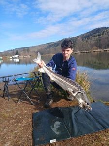 European Sturgeon