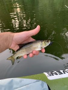 Chub