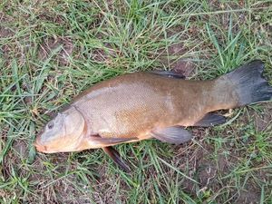 Tench