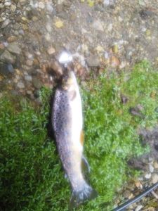 Brown Trout