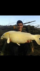 Koï Fish