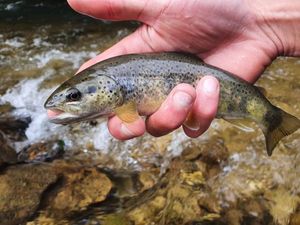 Brown Trout