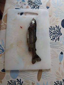 Rainbow Trout