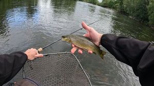 Brown Trout