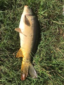 Leather Carp
