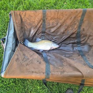 Tench