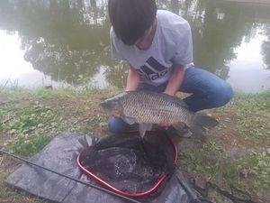 Common Carp