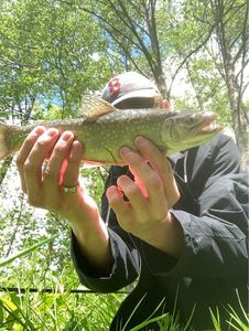 Brook Trout