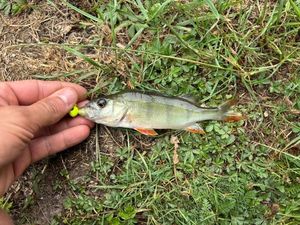European Perch
