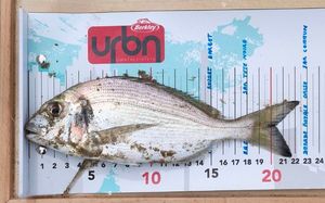 Gilthead Seabream