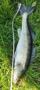 Zander