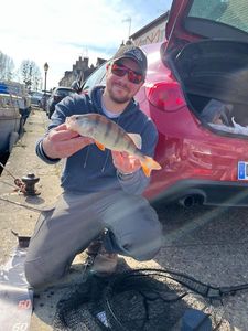 European Perch