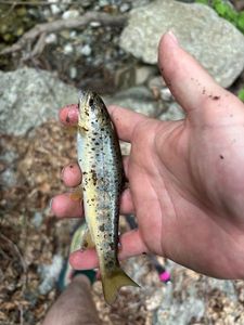 Brown Trout