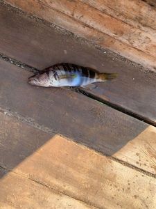 Painted Comber