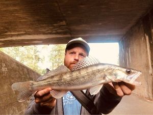 Zander