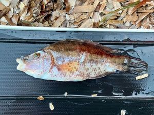 Corkwing Wrasse