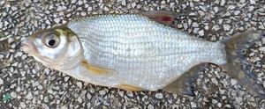 Common Bream