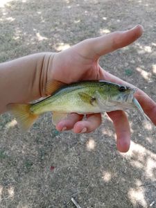 Largemouth Bass
