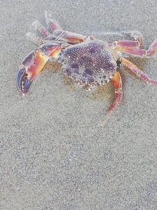 Brown Crab