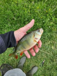 European Perch