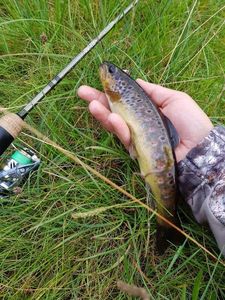 Brown Trout