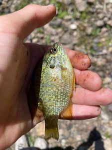 Green Sunfish