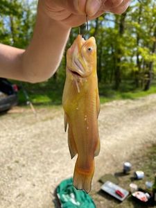 Black Bullhead