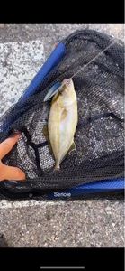 Greater Amberjack
