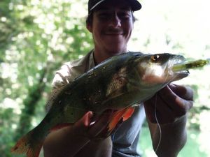 European Perch
