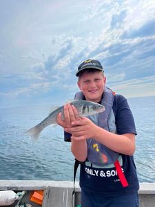 European Bass (Seabass)