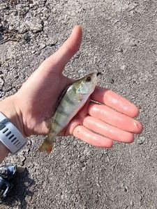 European Perch