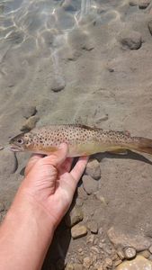 Brown Trout