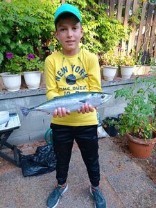 Skipjack Tuna