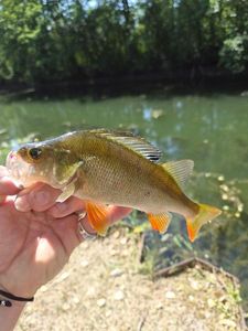 European Perch