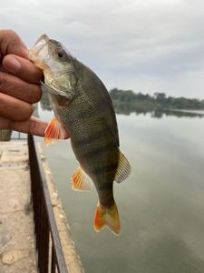 European Perch