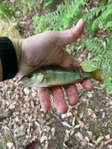 European Perch