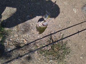 Largemouth Bass